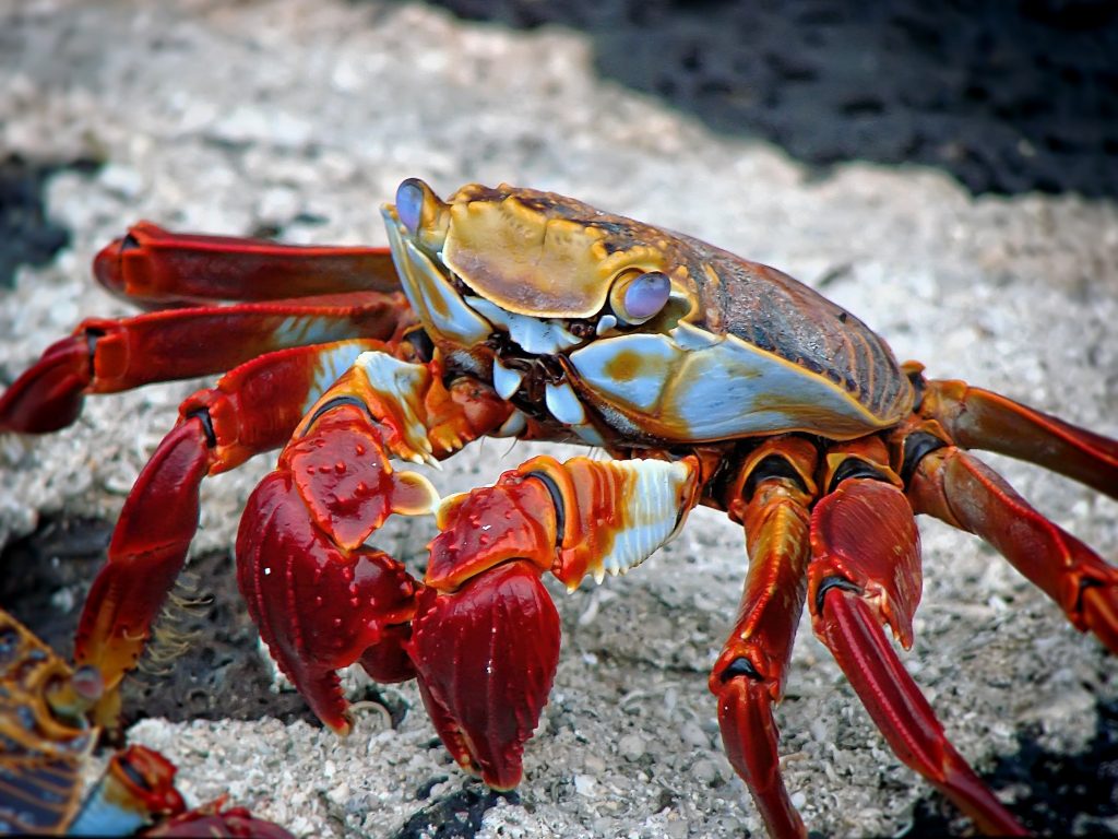 Galapagos, Cruise, 